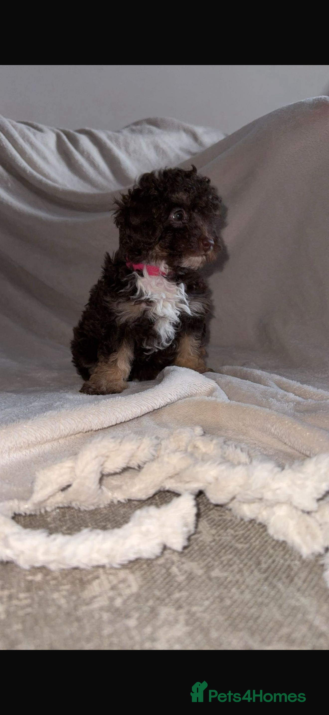 Toy Poodle dogs Chocolate phantom non fading toy poodles  - Advert 2