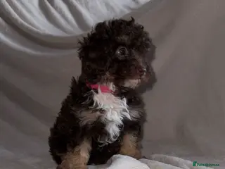 Toy Poodle dogs Chocolate phantom rare colour toy poodles KC REG - Advert 5