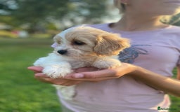 Cavachon dogs for sale: Cavachon puppies  - Image 6