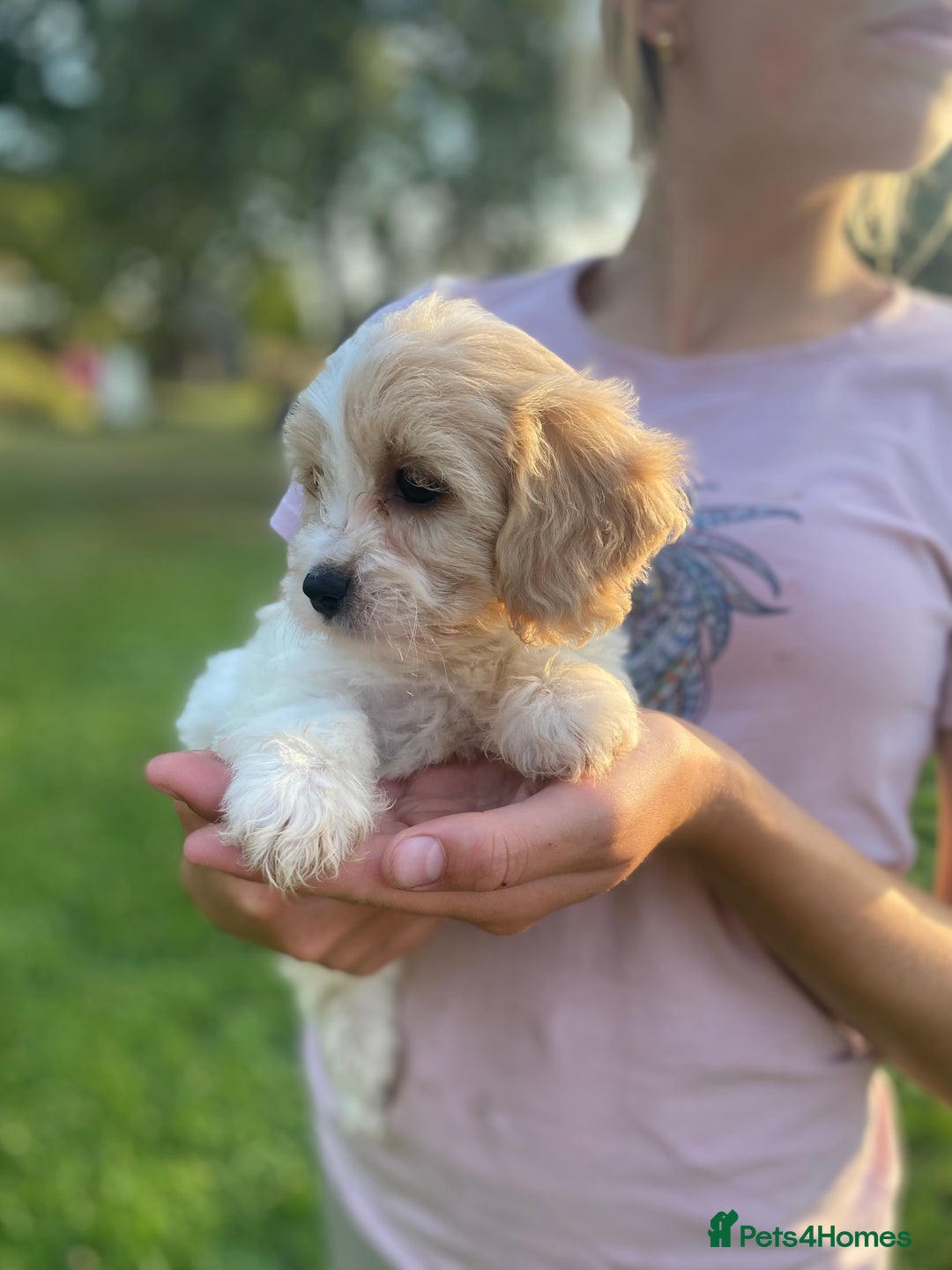 Cavachon dogs for sale: Cavachon puppies  - Image 6