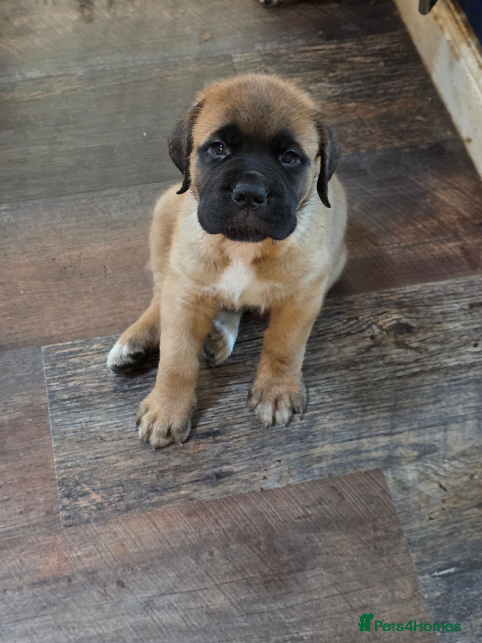 Saint Bernard dogs Saint de bordeaux puppies  - Advert 6