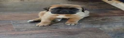 Saint Bernard dogs for sale: Saint de bordeaux puppy 1 girl 1 boy  - Advert 2