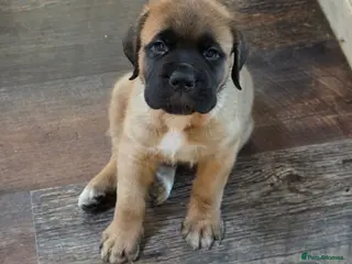 Saint Bernard dogs REDUCED Saint de bordeaux 1 puppy left left - Advert 3