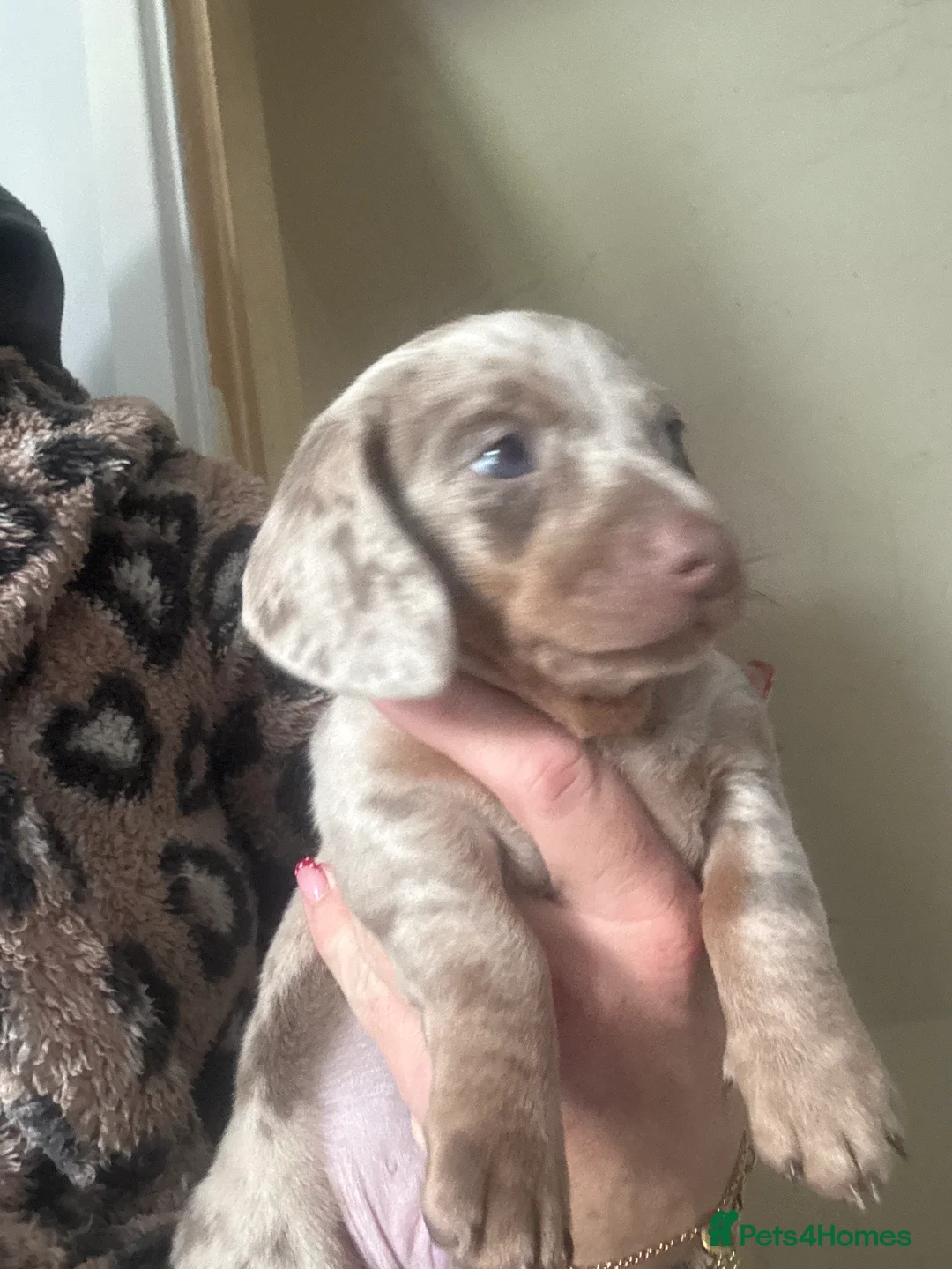 Miniature Dachshund dogs for sale: 2 beautiful boys 💙💙 in Chelmsford - Advert 2