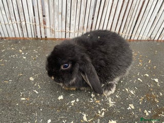 Mini Lop rabbits Mini lops - Advert 18
