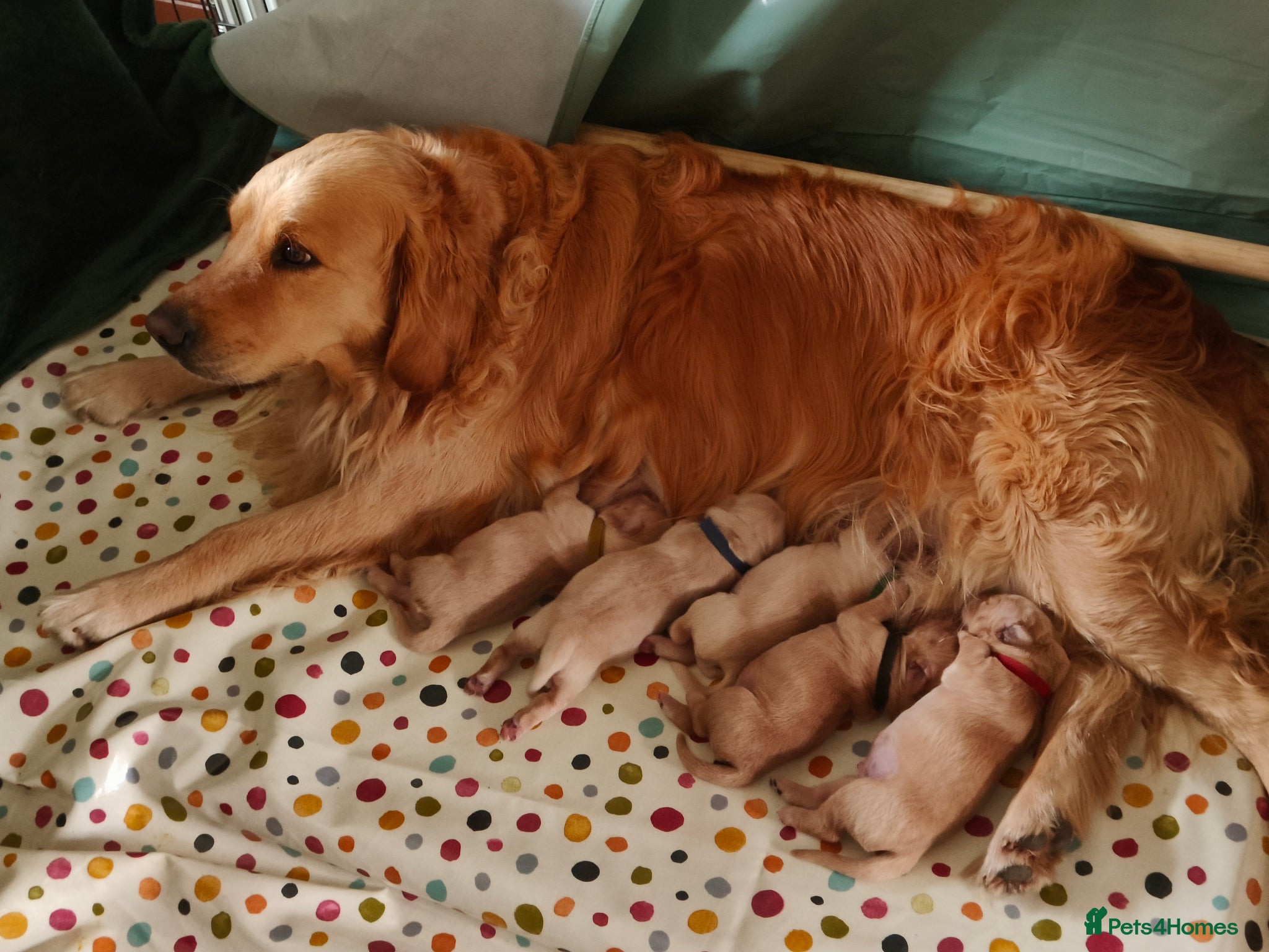 Golden Retriever dogs for sale: KC Registered 0/0 score Puppies 3 Females 2 Males - Advert 5