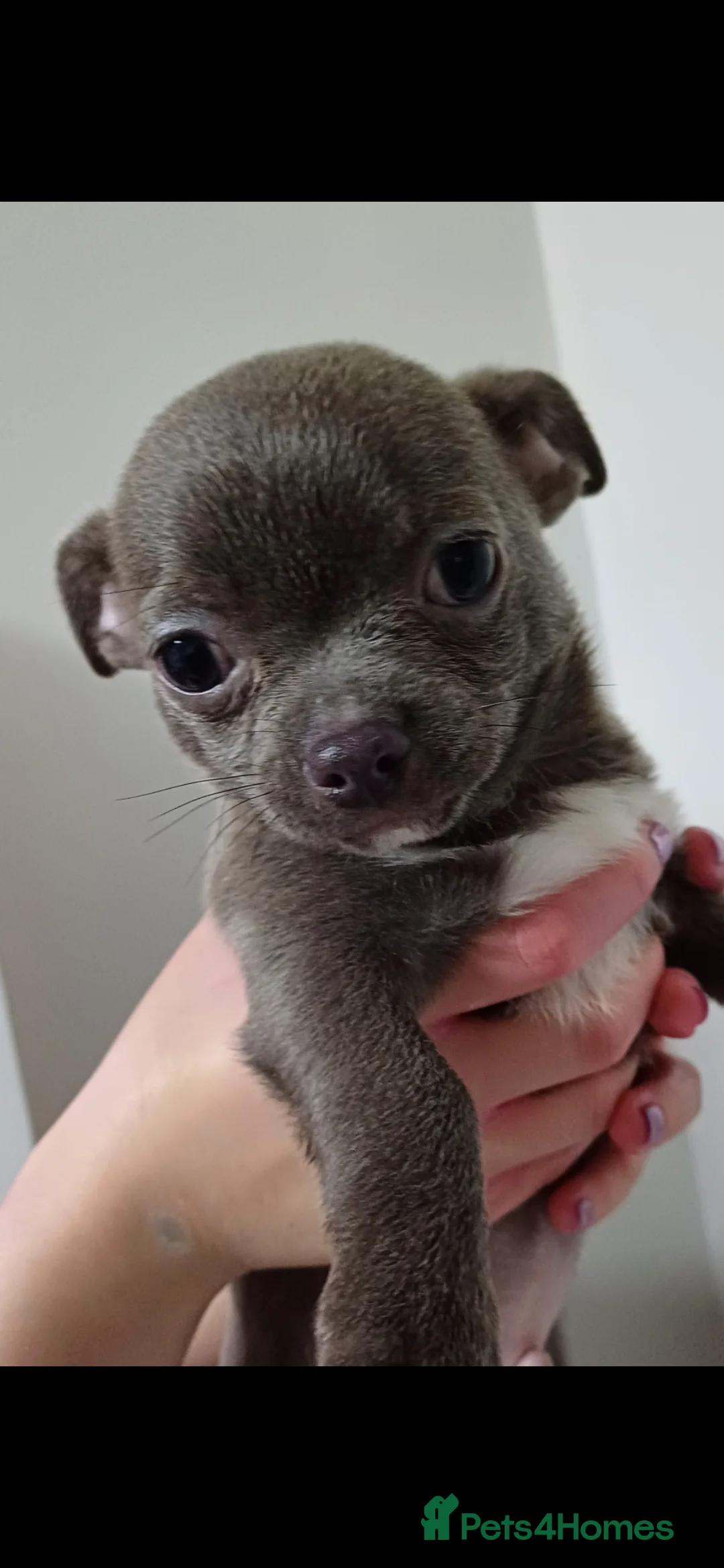 Chihuahua dogs for sale:  **  chihuahua puppies  - Advert 13