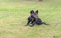German Shepherd dogs for sale: German Shepherd puppies  in Scunthorpe - Image 8