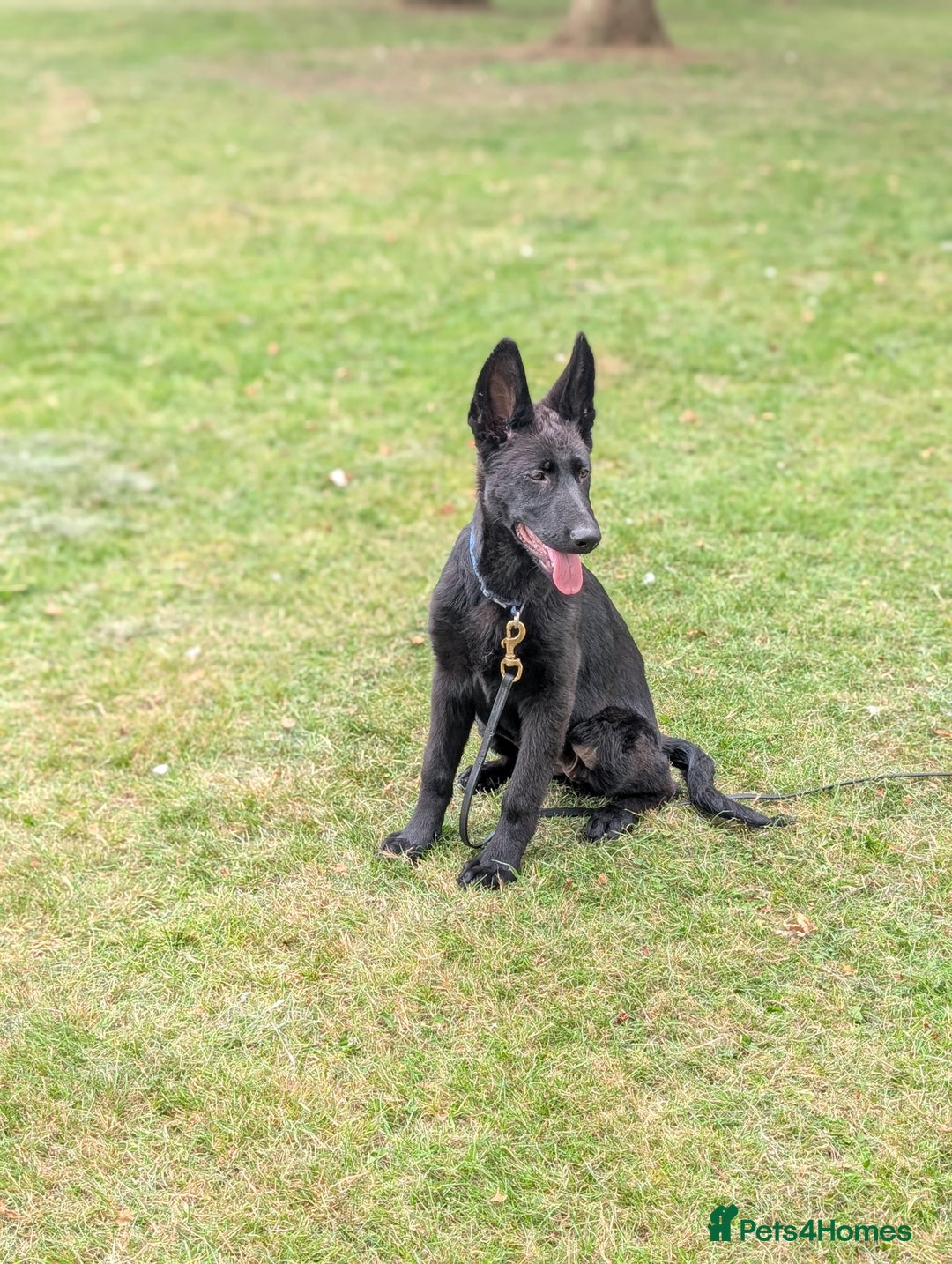 German Shepherd dogs for sale: German Shepherd puppies  in Scunthorpe - Image 8