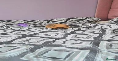 Pomeranian dogs Mini & Micro 4 boys💙&1 girl 💖 30+🏆 in lines - Advert 10