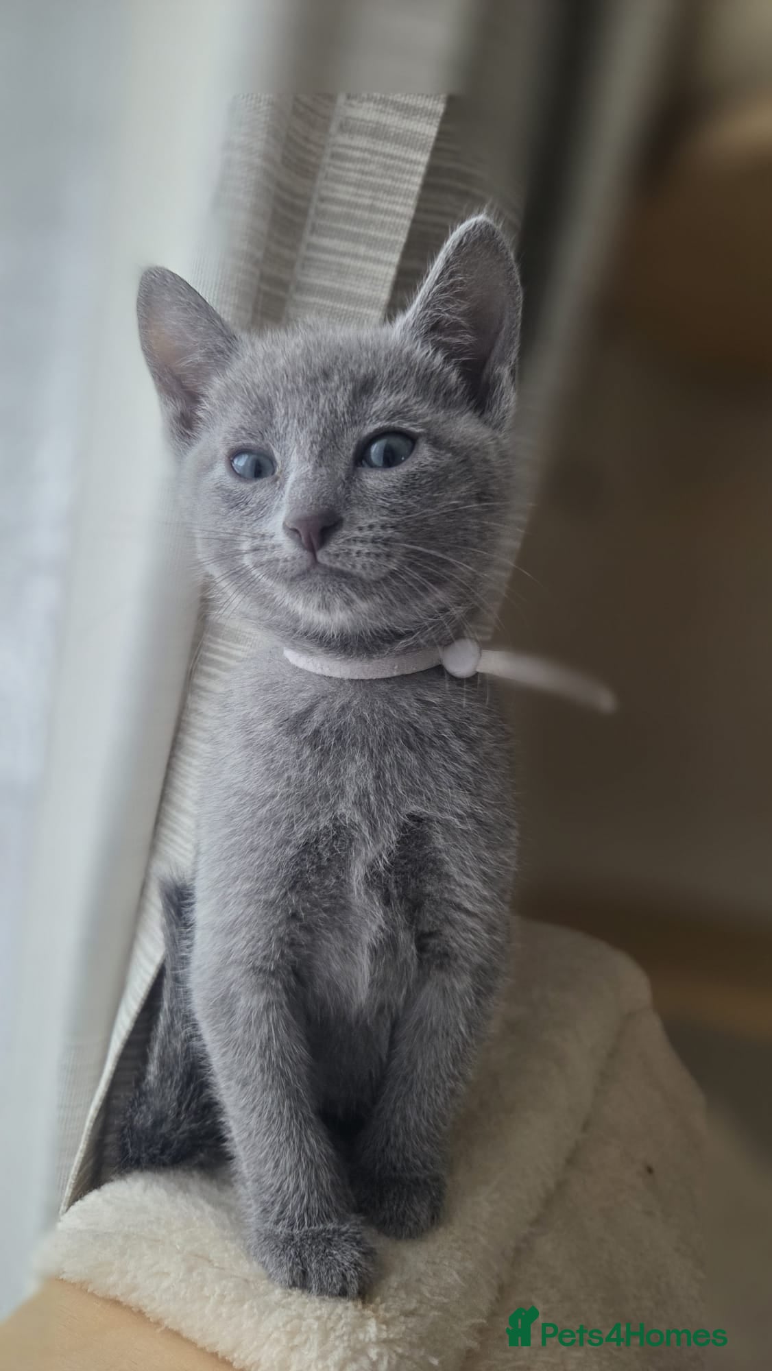 Russian Blue cats Stunning Russian Blue Boy - Tica registered  - Advert 2