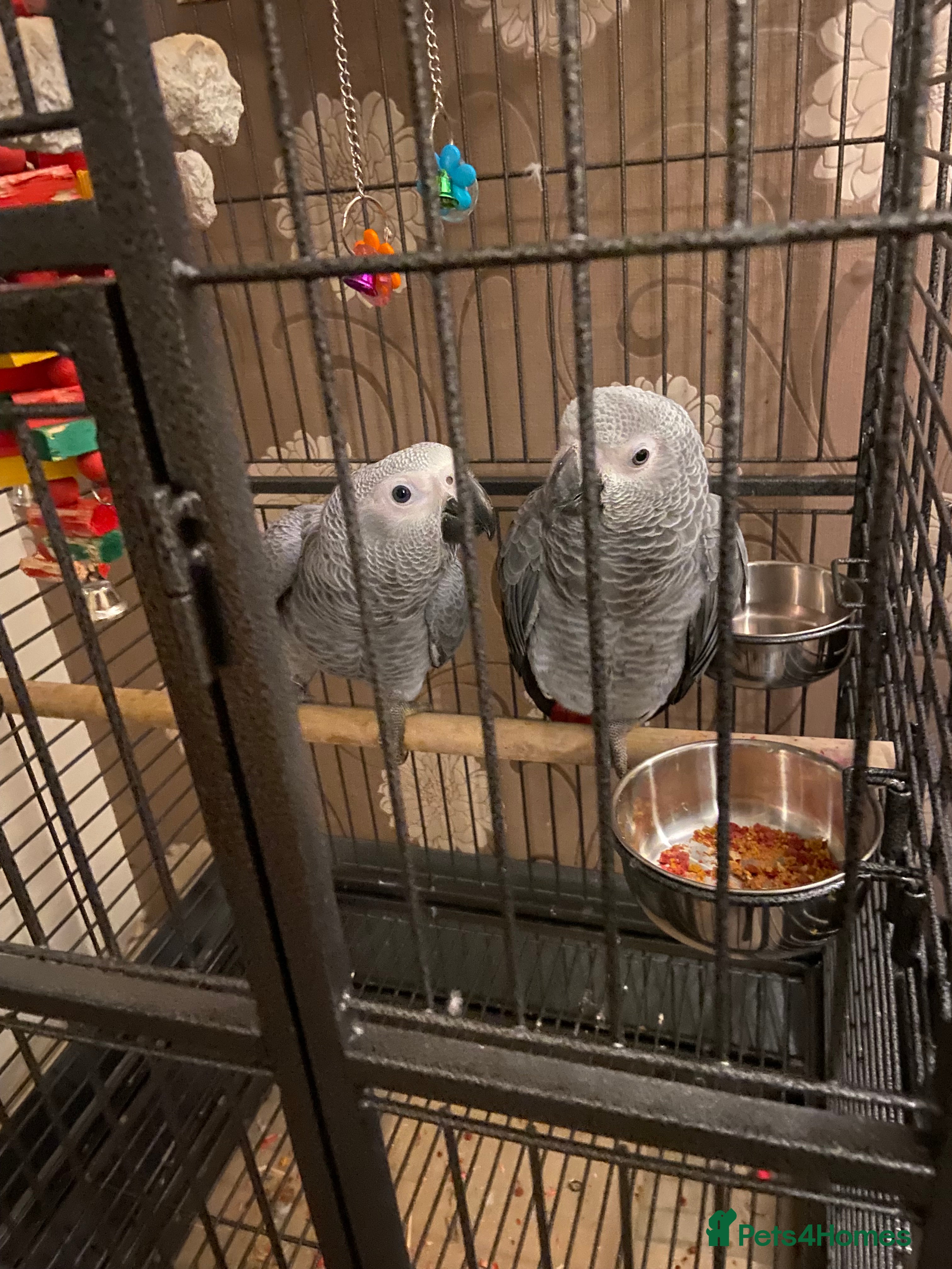 Parrots birds Hand Reared Tame Baby Male and Female African Grey - Advert 1