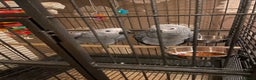 Parrots birds for sale: Hand Reared Tame Baby Male and Female African Grey - Advert 1