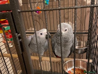 Parrots birds Hand Reared Tame Baby Male and Female African Grey - Advert 1