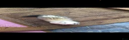 Ferret rodents for sale: Ferrets for sale  - Advert 6