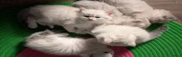 Siberian cats for sale: Siberian kitten  - Advert 14