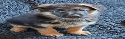 German Shepherd dogs for sale: 1 Gorgeous Male German Shepherd puppy - Advert 3