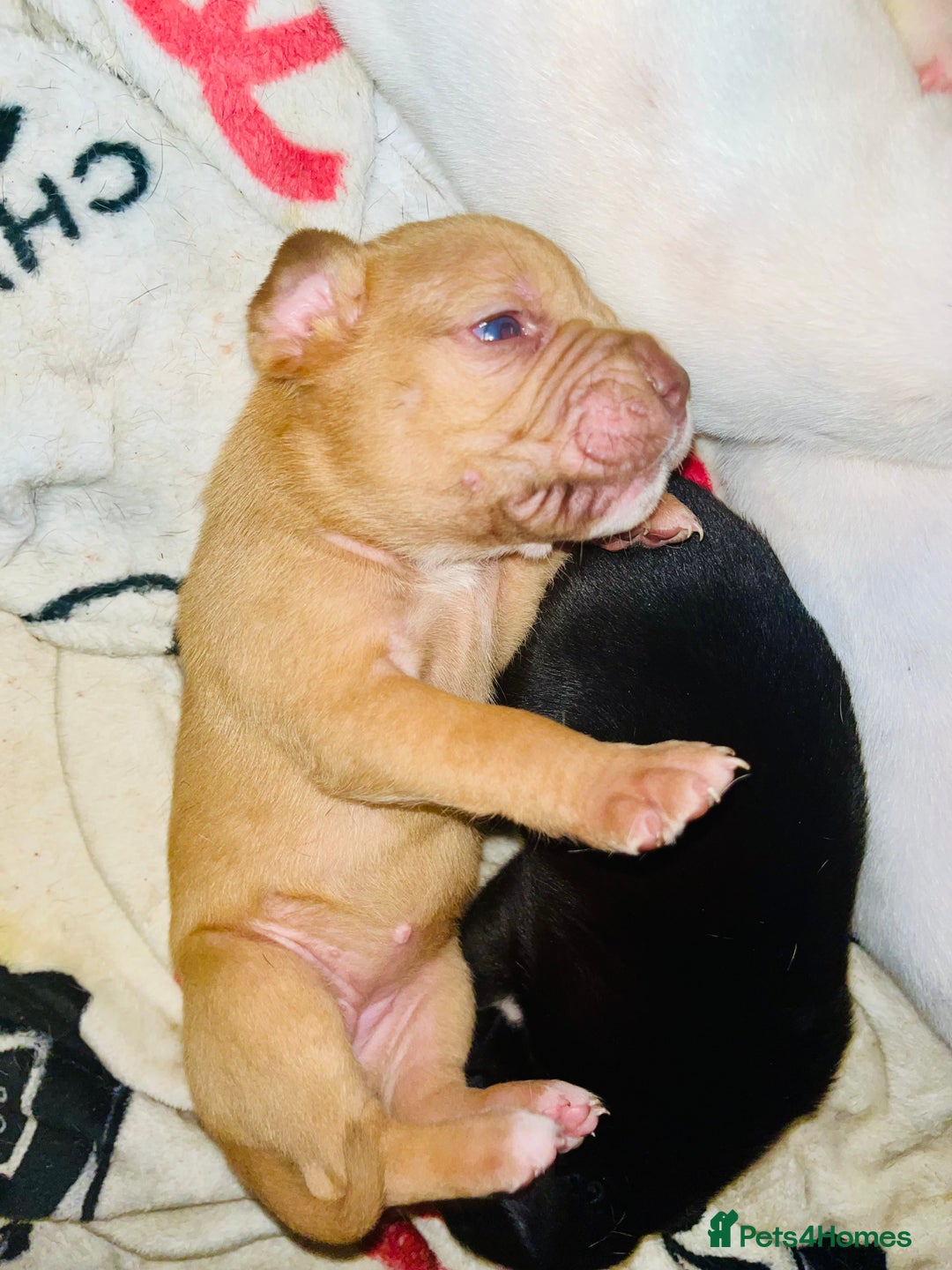American Bull Staffy dogs for sale: Beautiful American bulldog x staff puppies   - Image 24