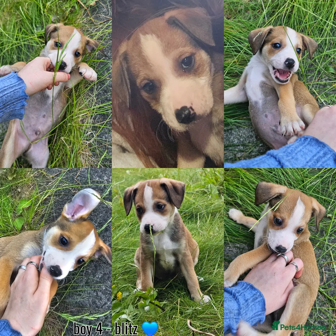 Mixed Breed dogs for sale: Mixed Puppies Looking for Their Forever Homes! - Advert 2