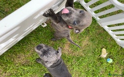 Staffordshire Bull Terrier dogs for sale: KC registered Blue Staffordshire bull terrier’s  in Colchester - Image 37