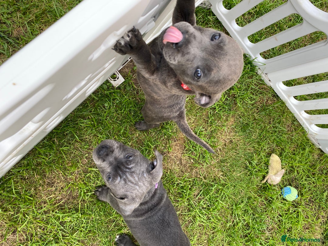 Staffordshire Bull Terrier dogs for sale: KC registered Blue Staffordshire bull terrier’s  in Colchester - Image 37