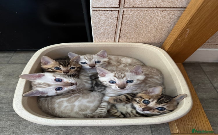 Bengal cats - Advert 5