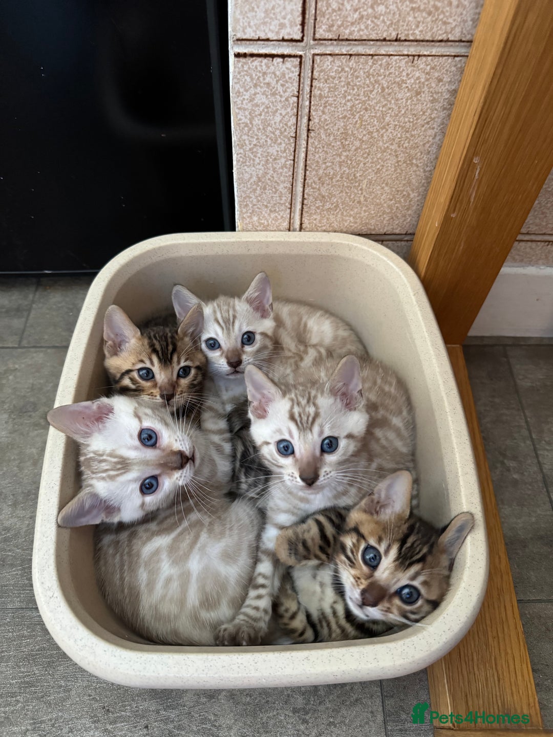 Bengal cats for sale: 5 Bengal kittens , 2 boys and 3 girls  - Image 1