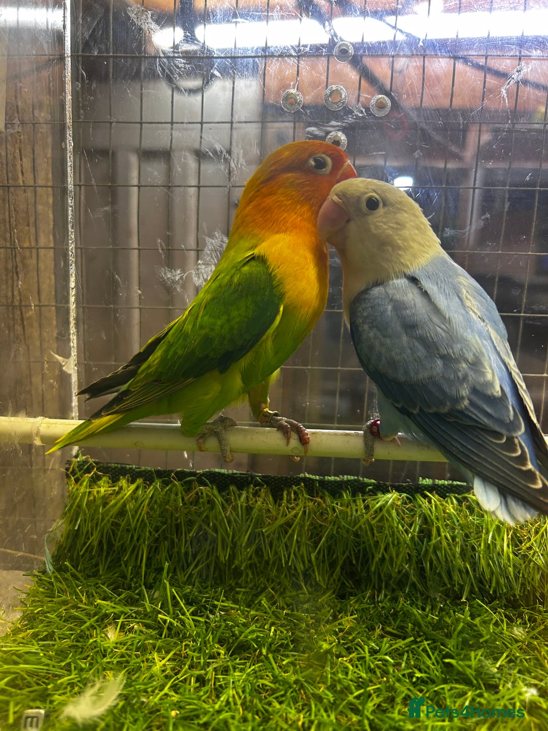 Lovebirds birds for sale: Mutations oplines Fishers lovebirds in Birmingham - Image 4