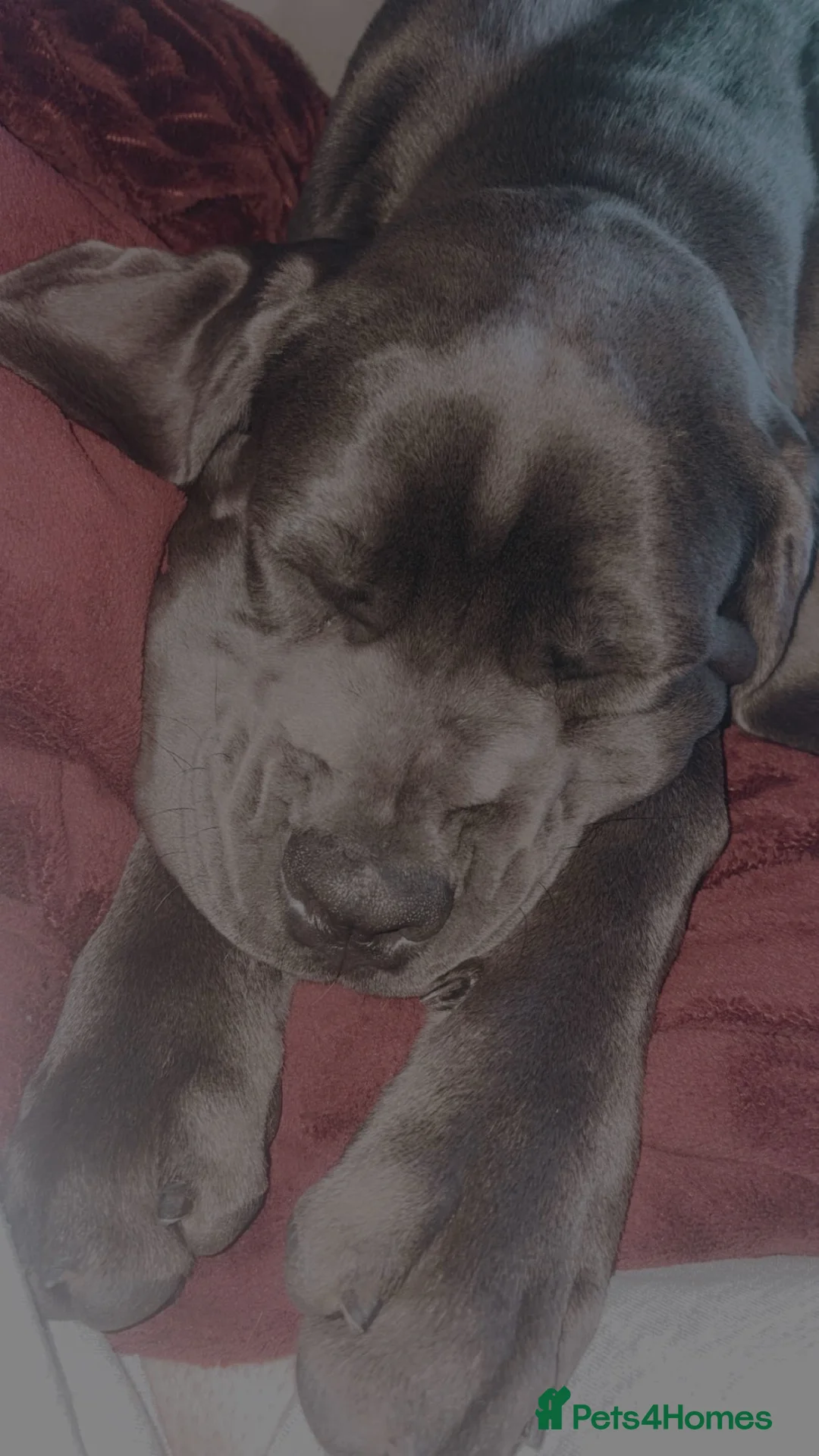 Cane Corso dogs for sale: Beautiful cane corso for sale  in Ilkeston - Advert 2