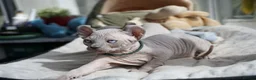 Dwelf cats for sale: Dwelf and Elf kittens for the best homes.  - Advert 10