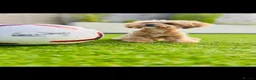 Maltipoo dogs for sale: Maltipoo Puppies  - Advert 4