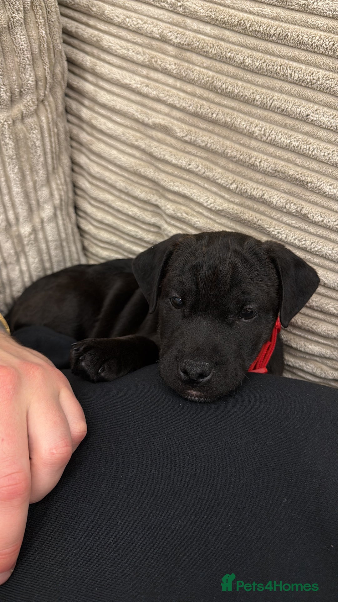 Patterdale Terrier dogs for sale: Hugo Patterdale Terrier Puppy - Advert 9