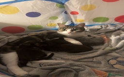 Domestic Shorthair cats for sale: 3 male kittens for sale 🩷 - Image 6