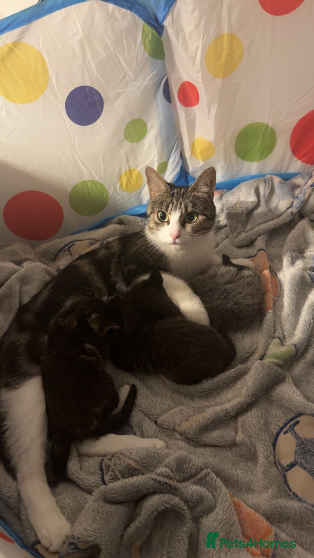 Domestic Shorthair cats for sale: 3 male kittens for sale 🩷 - Image 6