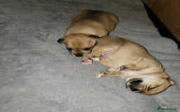 Mixed Breed dogs for sale: Chihuahua jack Russell boy puppy - Image 4