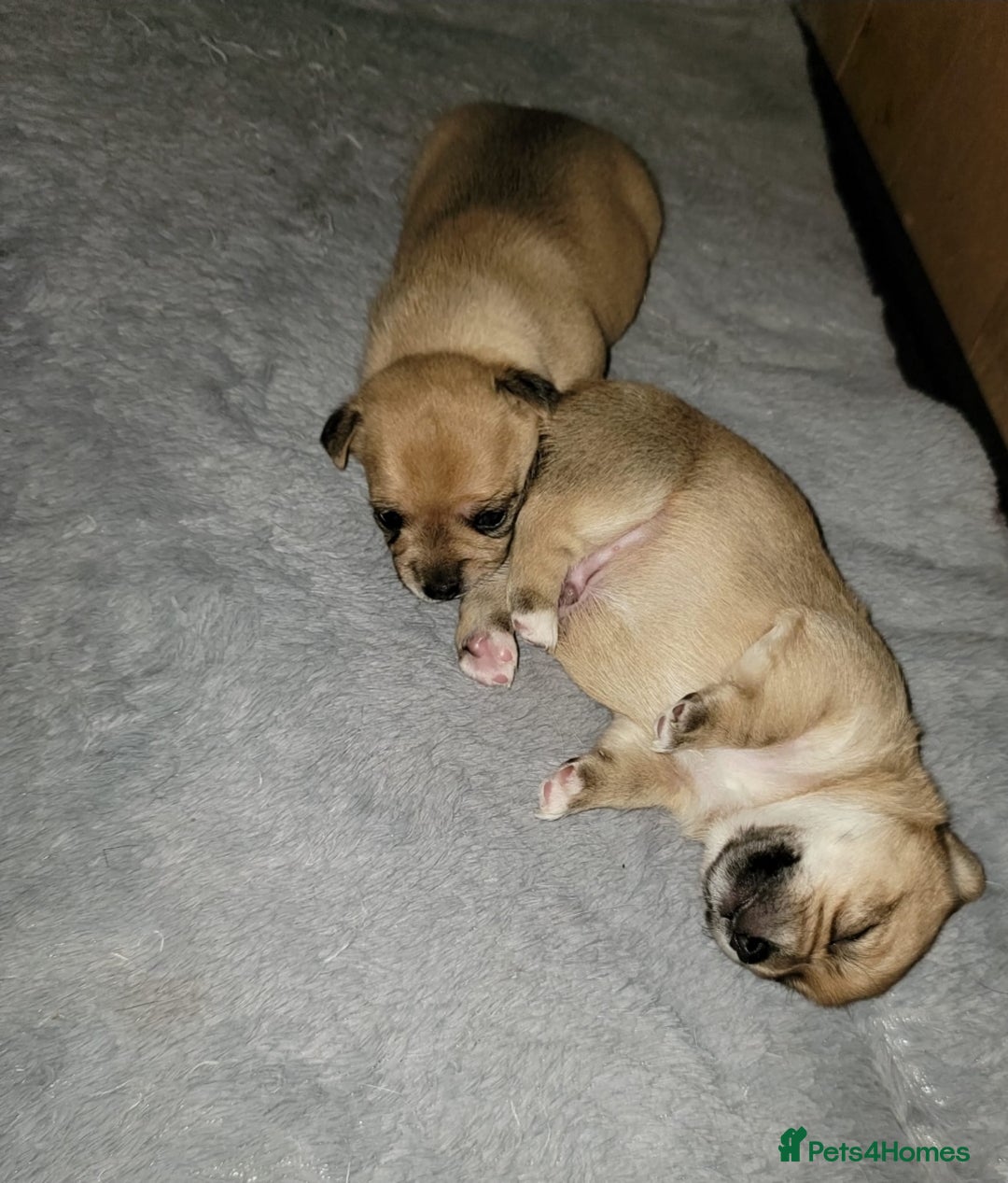 Mixed Breed dogs for sale: Chihuahua jack Russell boy puppy - Image 4