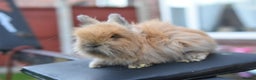 Angora rabbits for sale: French Imported Pedigree English Angoras - Advert 13