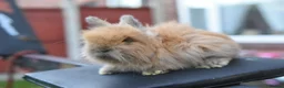 Angora rabbits for sale: 2 Male English Angoras Free To Good Home - Advert 16