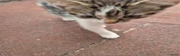 Mixed Breed cats for sale: Beautifully Mixed Siberians.  - Advert 8