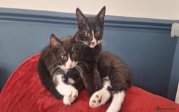 Mixed Breed cats for sale: 3 black and white kittens  - Image 3