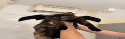 Domestic Shorthair cats for sale: FREE Female Tortie Needs Rehoming in Birmingham - Advert 3