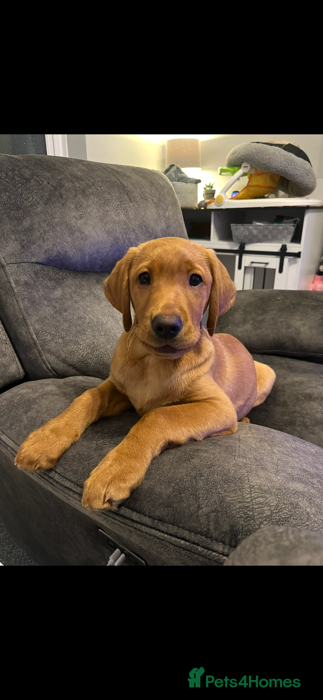 Labrador Retriever dogs for sale: Gorgeous KC reg pedigree red lab puppy  - Advert 1