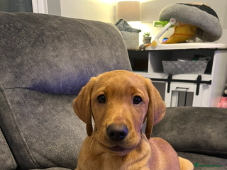 Labrador Retriever dogs Gorgeous KC reg pedigree red lab puppy - Advert 3