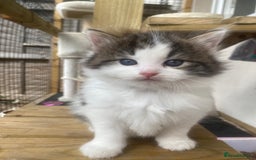 RagaMuffin cats for sale: Beautiful ragdoll x kittens 1 LEFT READY NOW - Image 19