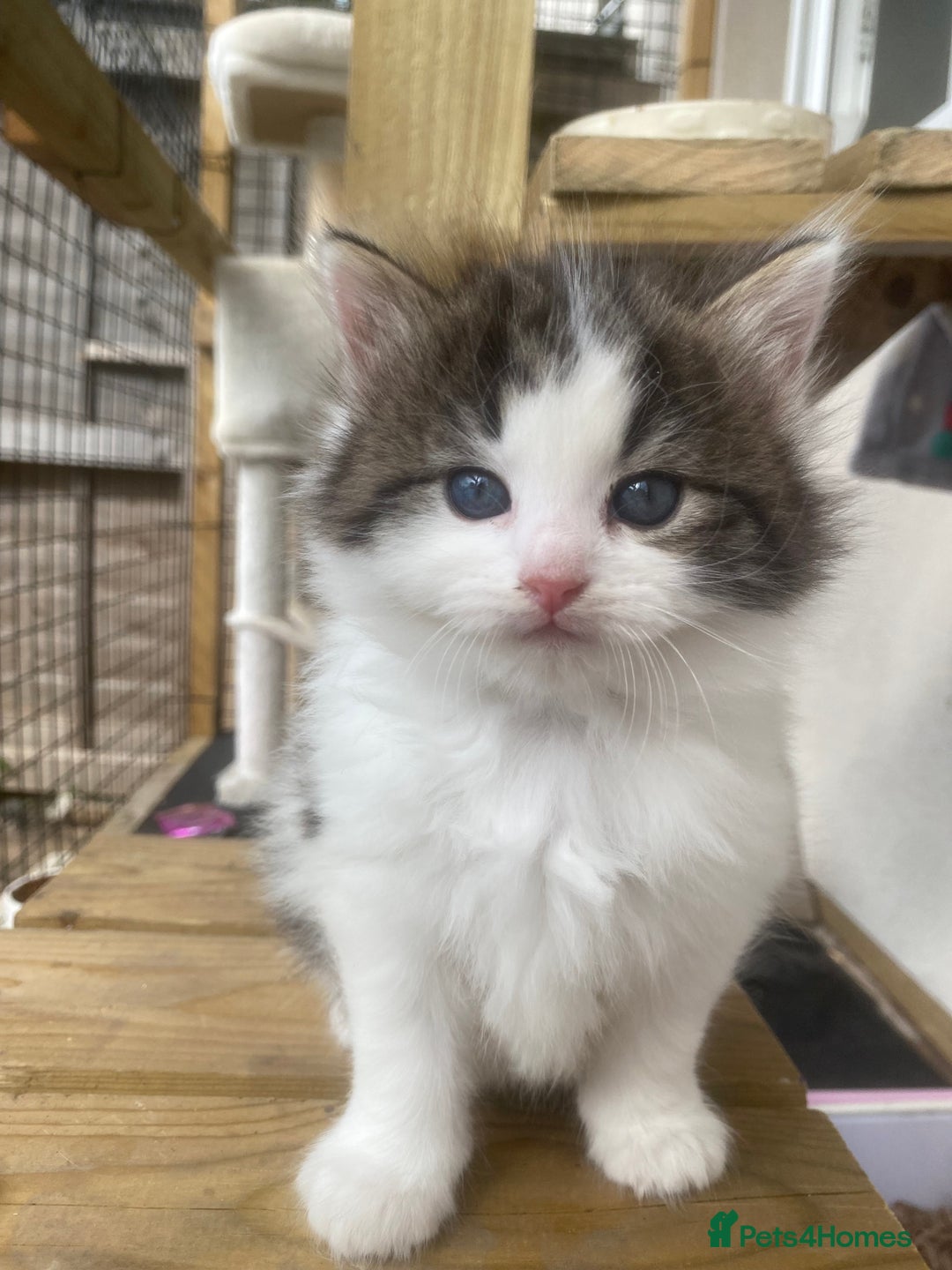RagaMuffin cats for sale: Beautiful ragdoll x kittens 1 LEFT READY NOW - Image 19
