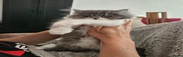 Persian cats for sale: Stuning Persian Girls - Advert 11