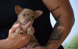 Chihuahua dogs for sale: One of a kind ChiPin Puppies - Image 2