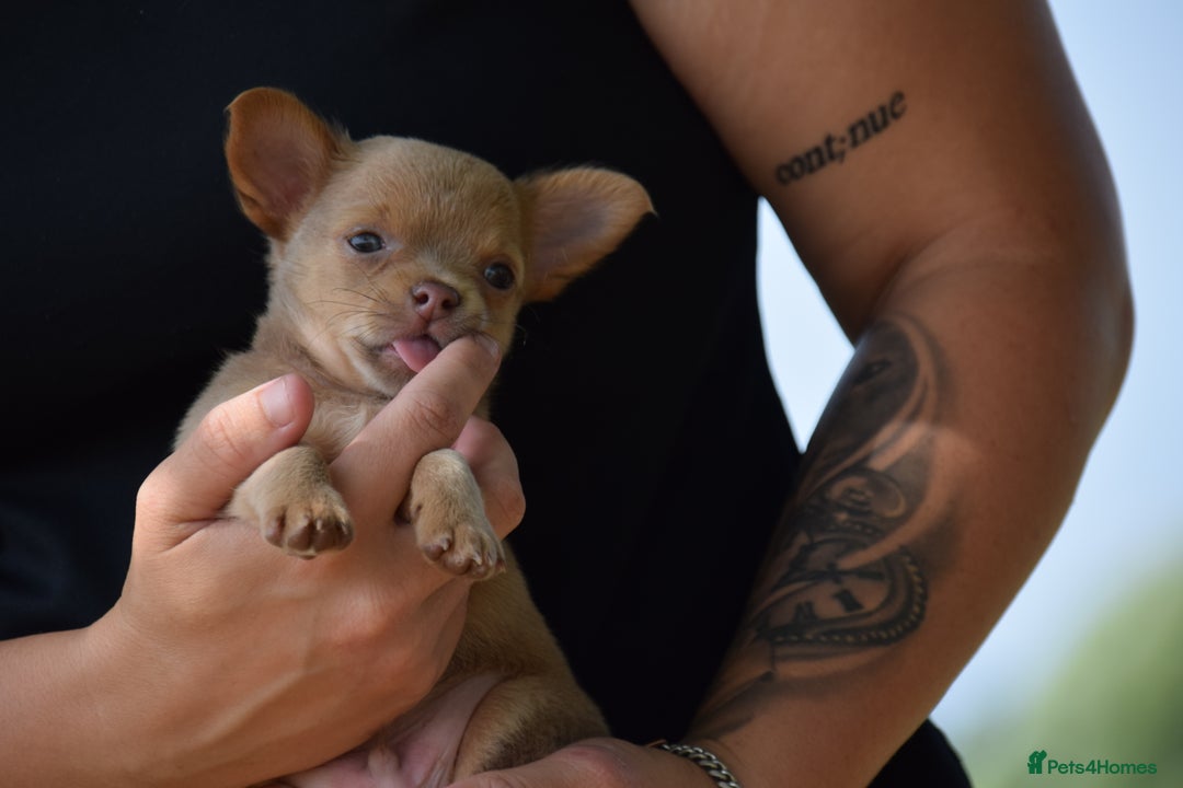 Chihuahua dogs for sale: One of a kind ChiPin Puppies - Image 2