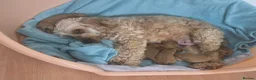 Cockapoo dogs for sale: 🐾Adorable Puppies Ready for Their Forever Homes🐾 in Ripley - Advert 2