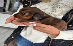 Miniature Dachshund dogs for sale: Miniature long-haired dachshunds - Image 13